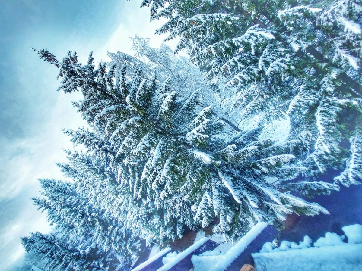 Vila Simonte Poiana Brasov Hotel Bagian luar foto